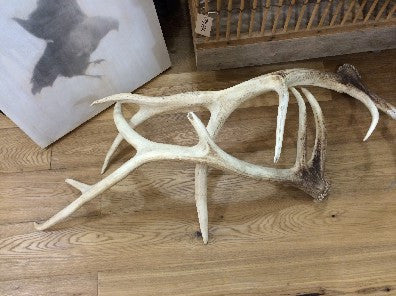 Elk Antler (Single)