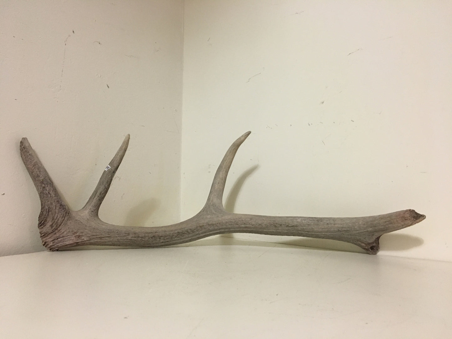 Small Antler