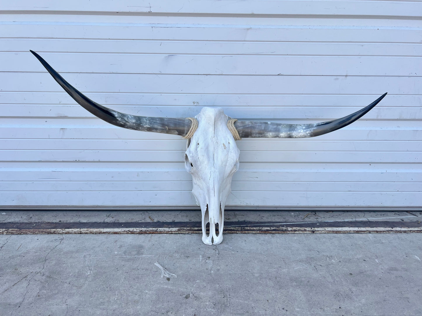 Longhorn Skull